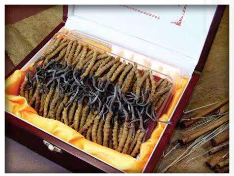 凤城冬虫夏草回收